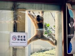 -合肥野生动物园