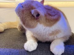 -喵园·猫主题咖啡厅·撸猫·猫咖(国贸店)