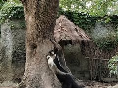 -上海野生动物园