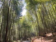 -广州市石门国家森林公园