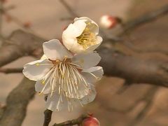 -梅花山(明孝陵内)