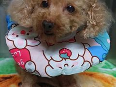 -瑞派动物医院·猫专科·至诚(江南中分院)