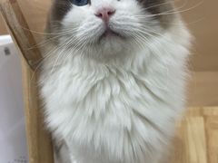 -有喵·猫咖·狗咖·40+猫狗有小奶狗(岗厦店)