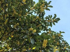 -上海佘山国家森林公园天马山园