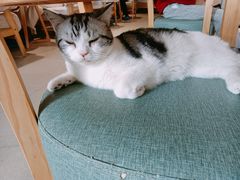 -藏猫猫咖啡主题馆(中央大道店)