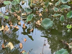 -大宁郁金香公园-停车场