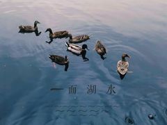 -茅家埠