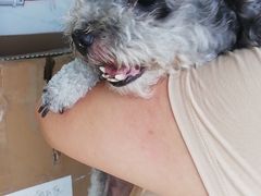 -A猫a狗全科·犬猫异宠·芥西宠物医院(南开总院)