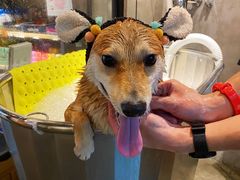 -PETKIT 小佩宠物·低压洗护·美容·寄养(安远店)