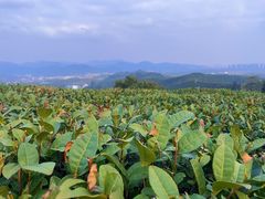 -龙坞茶村