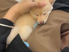 -柴犬小屋·柴餐厅·狗咖食堂(金鼎广场店)