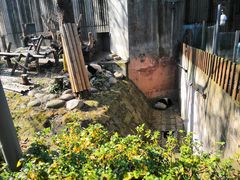 景点-成都大熊猫繁育研究基地