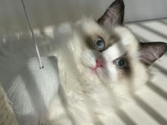 -东方名猫馆·英短金渐层布偶猫舍(环线广场1号楼店)