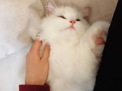 -Bastet sally猫舍购宠(静安店)
