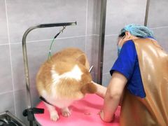-宠福鑫康馨动物医院·骨科·眼科