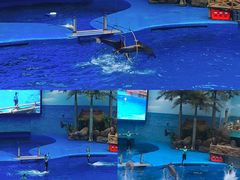 -海合安成都极地海洋公园