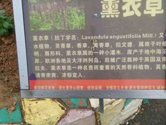 -松山湖梦幻百花洲