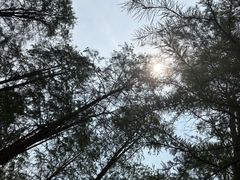 -渌洋湖湿地公园