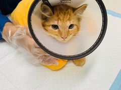 -康爱犬猫诊所·牙专科·骨外科·影像内科(丰宁店)