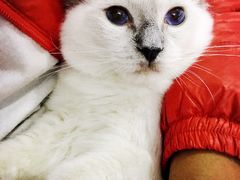 -喵的天空名猫咖啡馆·撸猫·猫舍·用品