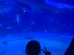 -烟台海昌鲸鲨海洋公园