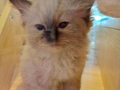 -爪爪喵星球·猫舍(前海卓越店)