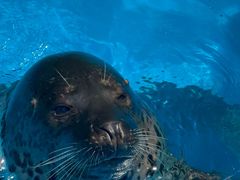 -泉城欧乐堡海洋极地世界