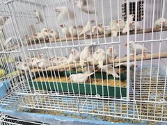 -哈尔滨道外花鸟鱼市场