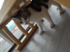 -藏猫猫咖啡主题馆(中央大道店)