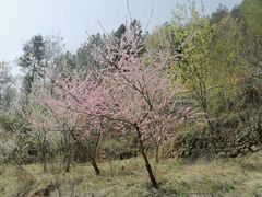 -谭家菜农夫山庄