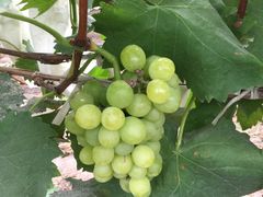 -马陆小张葡萄园农家乐