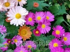 -黑龙江省森林植物园
