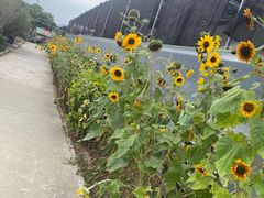-光明农场大观园