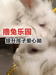 点击看大图 -萌兔星空蹦床撸兔馆
