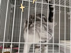 -翊宠yipet猫狗购宠庄园犬舍•猫舍