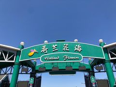 -荷兰花海