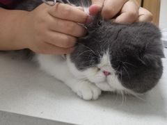 -瑞派长江宠物医院·猫科·外科·24小时夜护(谊城公寓分院)