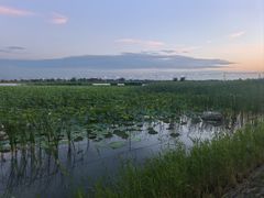 -南湖湿地公园
