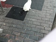 -梅记大块头爆鱼店(乍浦路店)