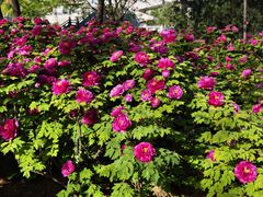 -洛阳市隋唐城遗址植物园