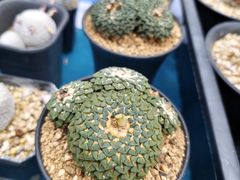 -瑞虹新天地月亮湾
