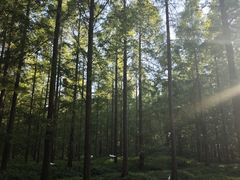 -黄海国家森林公园