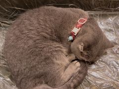 -猫色咖啡·猫咖