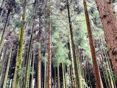 -武陵山森林公园