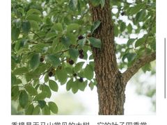 -上海佘山国家森林公园天马山园