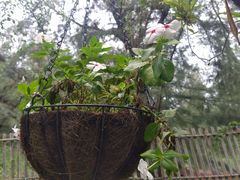 -北海金海湾红树林生态旅游区