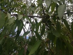 -北京十三陵国家森林公园蟒山景区