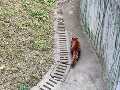 -广州动物园