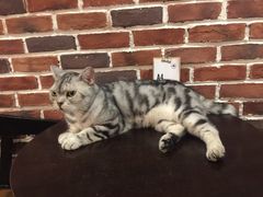 -猫友咖啡店(玉林西路店)