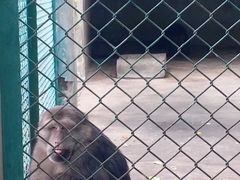 -合肥野生动物园